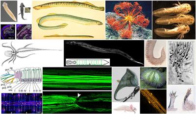 Editorial: Regeneration from cells to limbs: past, present, and future